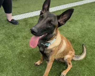 Cairo - Located in CO - Belgian Malinois Male Puppy for Adoption