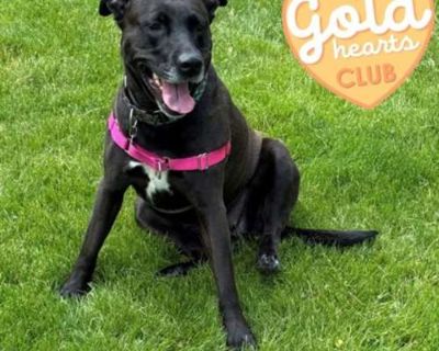 Marley - Labrador Retriever Female Dog for Adoption