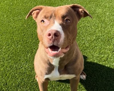 Phoebe - Mixed Breed Female Dog for Adoption