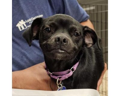 Dr. Mc Dreamy - Chihuahua/Pug Mix Male Puppy for Adoption