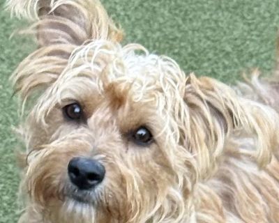 pickles - Yorkshire Terrier & Miniature Schnauzer Mix Female Puppy for Adoption