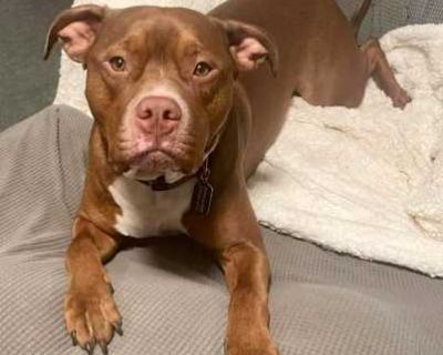 Van Haagar - American Pit Bull Terrier Male Dog for Adoption