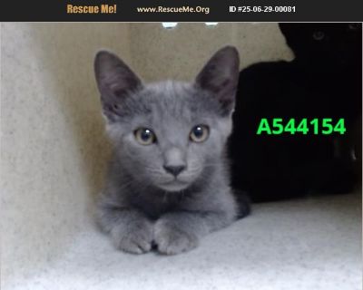 Urgent on July 3rd - Male Kitten Domestic Cat for Adoption