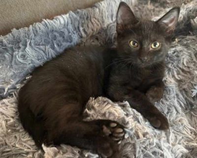 Taylor - Domestic Shorthair Female Kitten for Adoption
