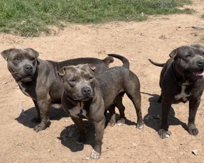 Cardi B, Rza, Sza - Staffordshire Bull Terrier Female Dog for Adoption