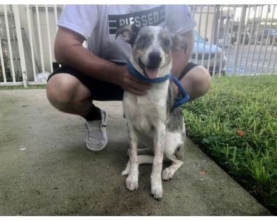 ISABELLA - Australian Cattle Dog Female Puppy for Adoption