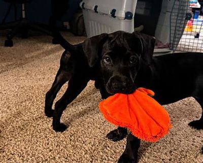 Francesca (Fanny) - Labrador Retriever/Australian Cattle Dog Mix Female Puppy for Adoption