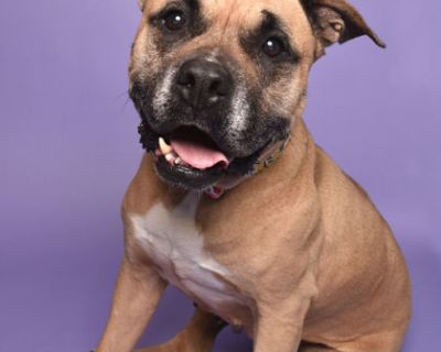 Malibu - Pit Bull Terrier & Mastiff Mix Female Dog for Adoption