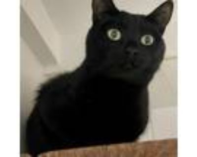 Adopt Ollie - Costa Mesa Location a All Black Domestic Shorthair / Mixed cat in