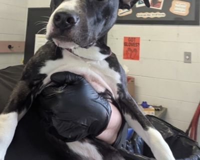 Health Spayed / neutered.. Adult Male Medium