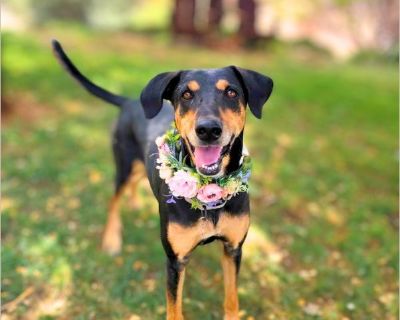 Starry - Female Adult Doberman Pinscher mix for Adoption