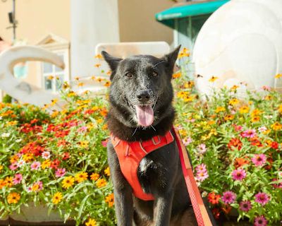 Maddy (HDS) - German Shepherd Dog/Jindo Mix Female Dog for Adoption