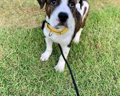 Brew - American Bulldog Male Puppy for Adoption