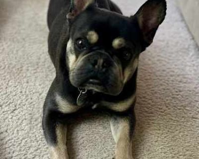 Sophia - French Bulldog Female Dog for Adoption