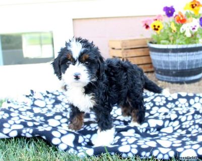 Piper - Mini Bernedoodle Puppy For Sale in Pennsylvania