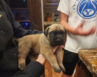 Akc English Mastiff puppies