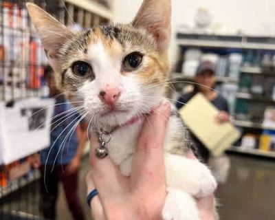 Pretty Petunia - Domestic Shorthair Female Cat for Adoption