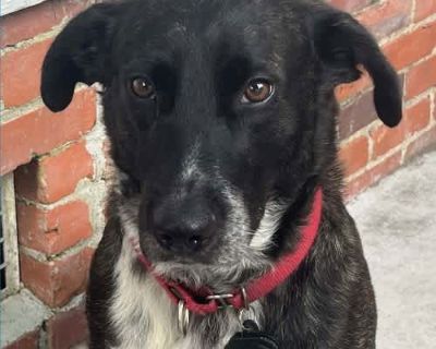 Henry - Australian Cattle Dog/Pointer Mix Male Dog for Adoption