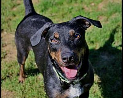 Haven - Doberman Pinscher/Hound (Unknown Type) Mix Female Dog for Adoption