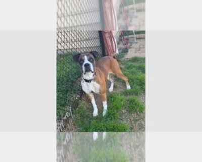 Brady II - Male Boxer Adult Dog for Adoption