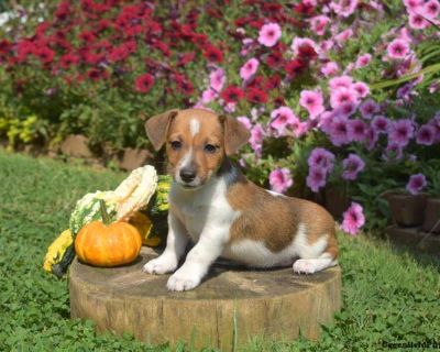 Lucky - 12 Weeks Male Jack Russell Terrier Puppy for Sale