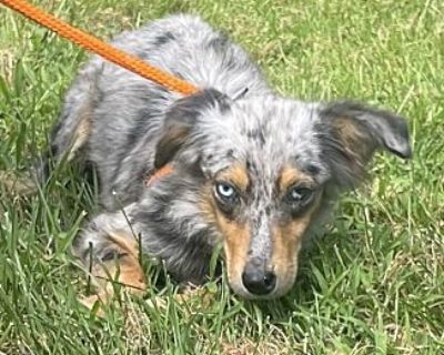 Sydney - Australian Shepherd Female Dog for Adoption