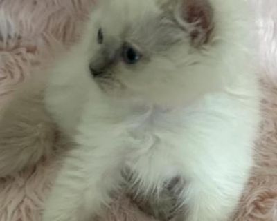 Macie Girl - Ragdoll Female Cat For Sale