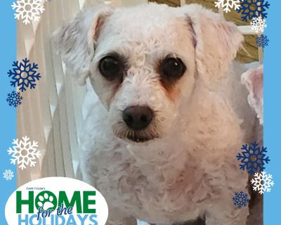 Come meet me and 100+ of my adoptable friends at Louie's Legacy Animal Rescue's MEGA adoption event, Home for the Holidays! Saturday, November 22nd, 2025 at Woodbridge High School in Woodbridge, NJ from 11am - 3pm! Meet Angel! Angel is a 6 year old, 13 pound Bichon who is still learning to trust people. Despite her difficult beginnings in a puppy mill, Angel's gentle, innocent face shows that s...