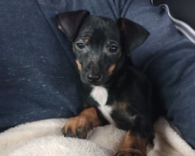 Chipin male pup