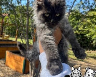 Show quality. Breeding not allowed. Registered. Kittens are given a 1 year health guarantee if contract is followed. First round of vaccine record will be provided. Our kittens are Tica registered & will receive registration paperwork once you have provided neutering information from your veterinary- shot records. I do NOT sell breeding right for our kittens. Hey all you cool cats & kittens!! W...