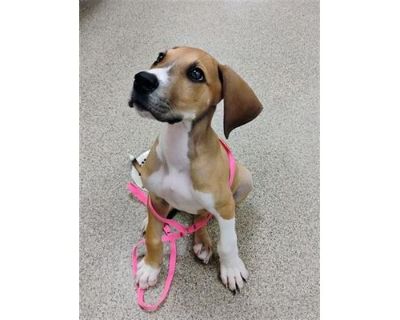 BAXTER - Hound (Unknown Type) Male Puppy for Adoption