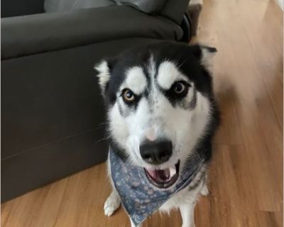 Nova is a great dog... I adopted her from a coworker who had to move across country and was not able to take Nova with them. My family loves her, but she needs more room to run than what we have available. She is potty and crate trained.