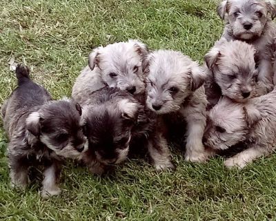 Whispering best sale pines schnauzers