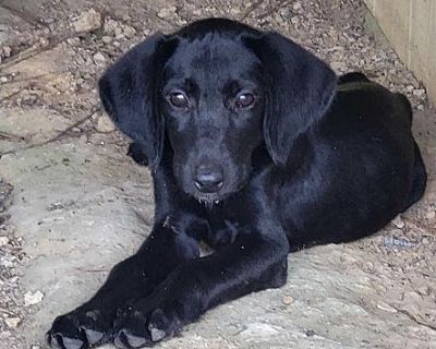 Zeke - Labrador Retriever/Beagle Mix Male Puppy for Adoption