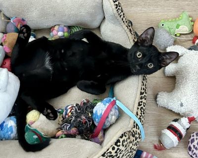 Wednesday is a sleek little beauty, with shiny black fur and the sweetest tiny white patch on her tummy. She's a lap-loving girl who melts for chin rubs and will happily curl up with you whenever it's time to relax. Outgoing and full of joy, Wednesday adores meeting new people, playing with toys and romping with her feline friends. With her affectionate nature and playful spirit, she's the perf...