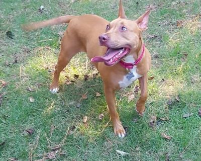 Fernanda - Pit Bull Terrier Mix Female Dog for Adoption