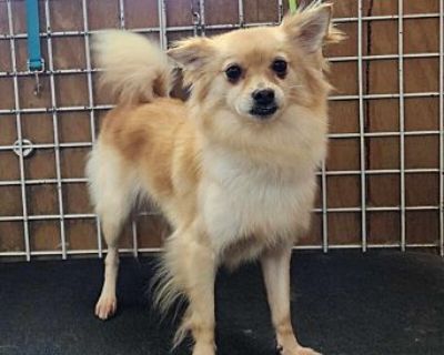 Canela - Pomeranian Female Dog for Adoption