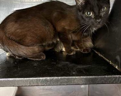 Mojo Jojo - Domestic Shorthair Female Cat for Adoption