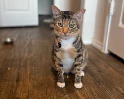 Trixie - American Shorthair Female Cat for Adoption