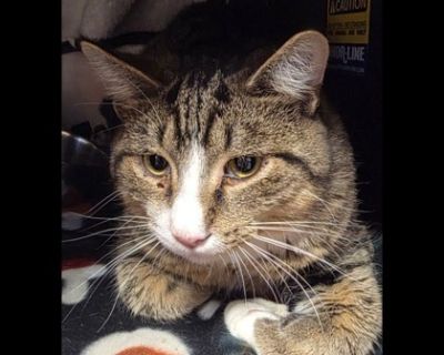 Butterball - Domestic Short Hair Male Cat for Adoption