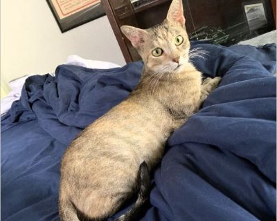 Savvy showed up with her 3 kittens in the shed behind my workplace in June 2025. She readily approaches people with no fear or aggression, both when living outside and here in my home. I brought Savvy and her kittens home with me on 7/20/25 in order to get them ready to be adopted. Savvy is very calm and likes to sit near people and be petted, though she doesn't love being held. She purrs a lot...