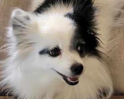 Daisy - Chihuahua Female Dog for Adoption