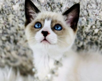 Characteristics Affectionate, Athletic, Brave, Couch, Curious, Dignified, Friendly, Funny, Gentle, Loves, Playful, Smart, Loyal Coat length Short House-trained Yes Health Vaccinations up to date.. Kitten Female Small