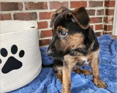 Arlo - Male Puppy German Shepherd mix for Adoption
