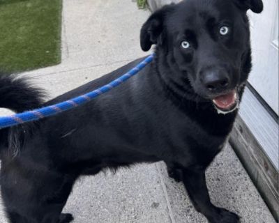 Diesel - Black Labrador Retriever & Husky Mix Male Dog for Adoption