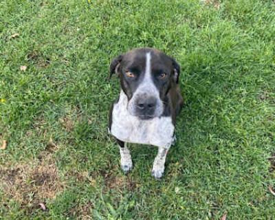 Aspen - Pointer Male Dog for Adoption