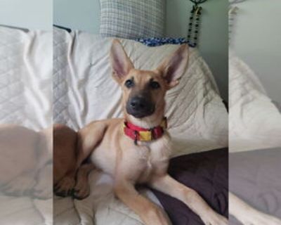 Young * Location Hoffman Estates, IL, 19125 USA USA *. Dog Breed: German Shepherd Dog (long coat). Female - 4 months - 18 lbs - Microchipped - Spay Contract - PA Hello! My name is Hina and I am a 4-month-old, 18 lb female. My adoption is conditional on my adopter having me spayed at 6 months of age (September 2025). I am doing well with housetraining and am already crate-trained. I am still a p...