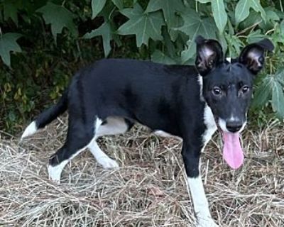 Flower - Rat Terrier Female Puppy for Adoption