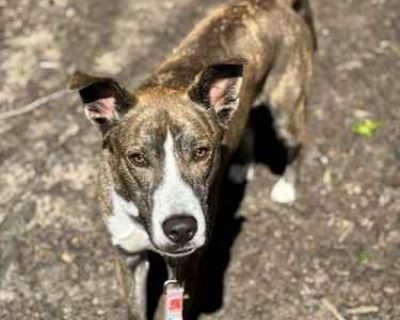 Rocket - Husky/American Pit Bull Terrier Mix Male Dog for Adoption