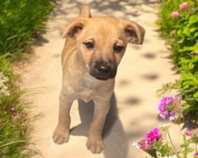 Chance - Chihuahua/Pomeranian Mix Male Puppy for Adoption